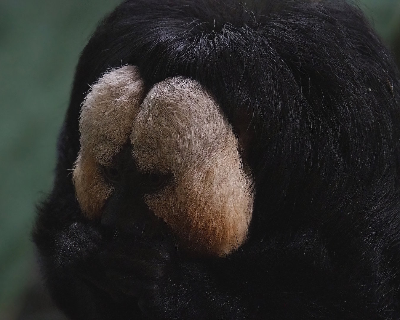 White-faced saki (Pithecia pithecia), 2022-10-09