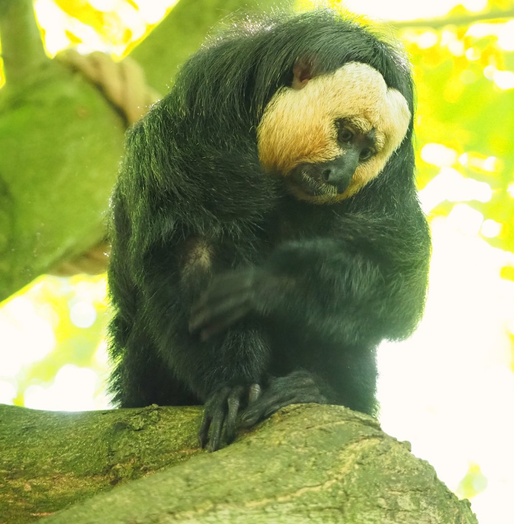 White-faced saki (Pithecia pithecia), 2023-07-26
