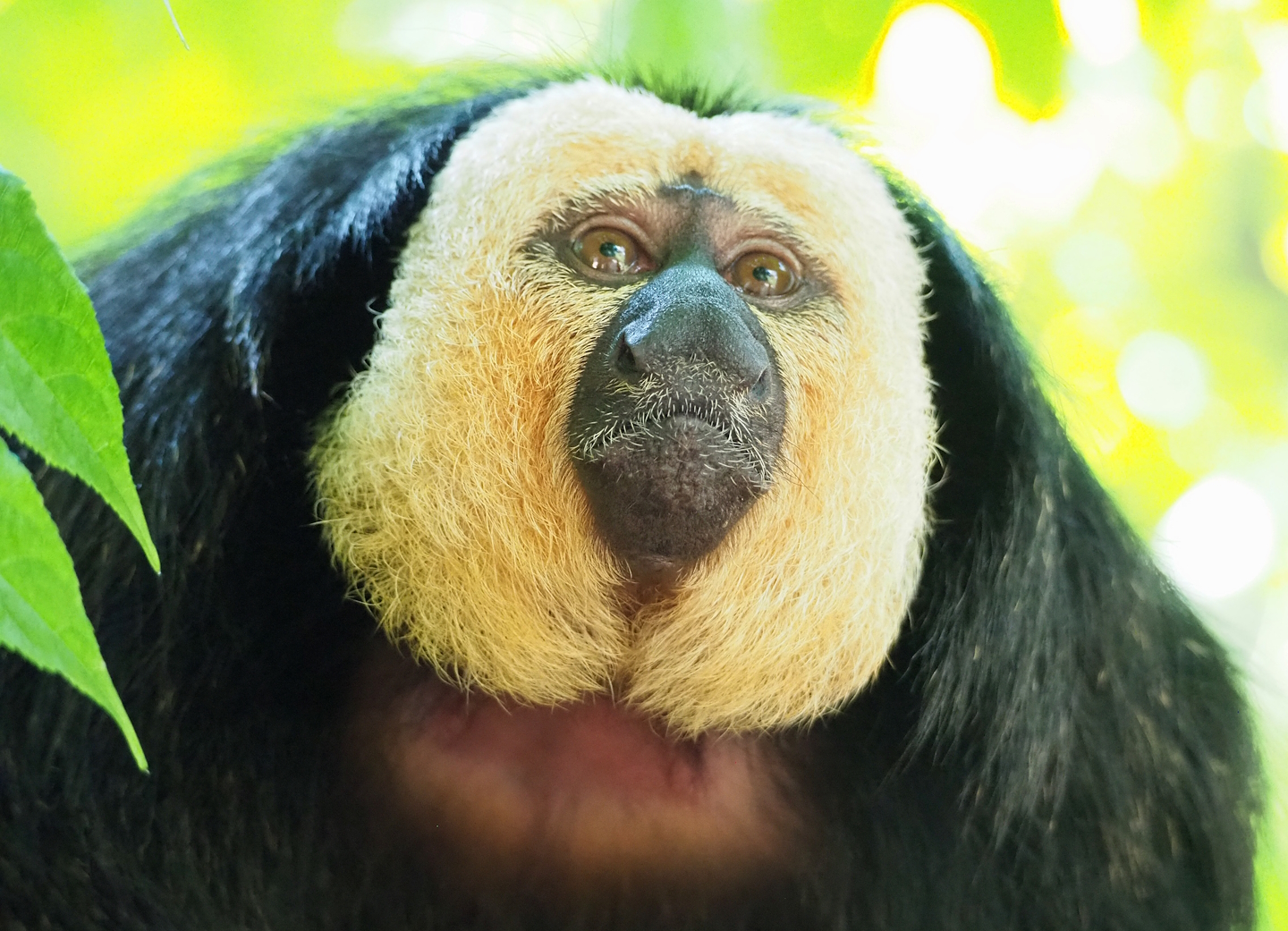 White-faced saki (Pithecia pithecia), 2023-07-26