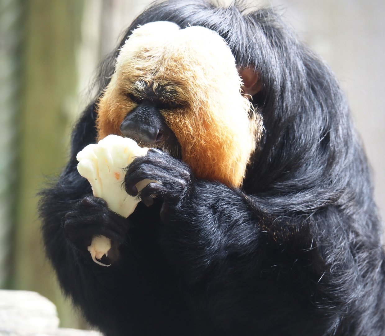 White-faced saki (Pithecia pithecia), 2024-08-18