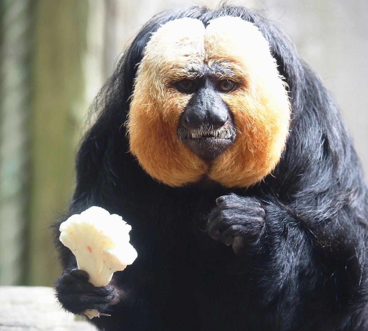 White-faced saki (Pithecia pithecia), 2024-08-18