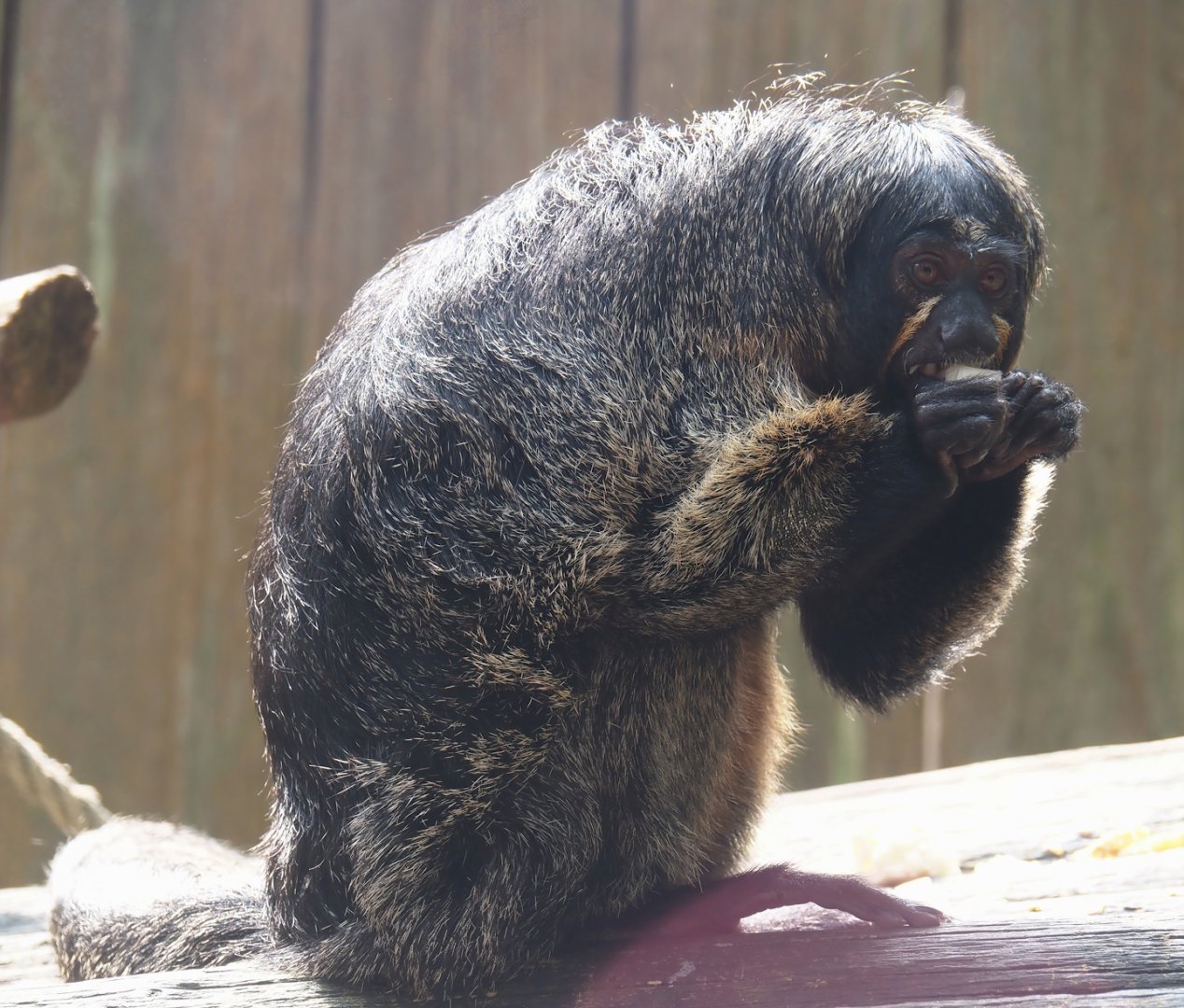 White-faced saki (Pithecia pithecia), 2024-08-18