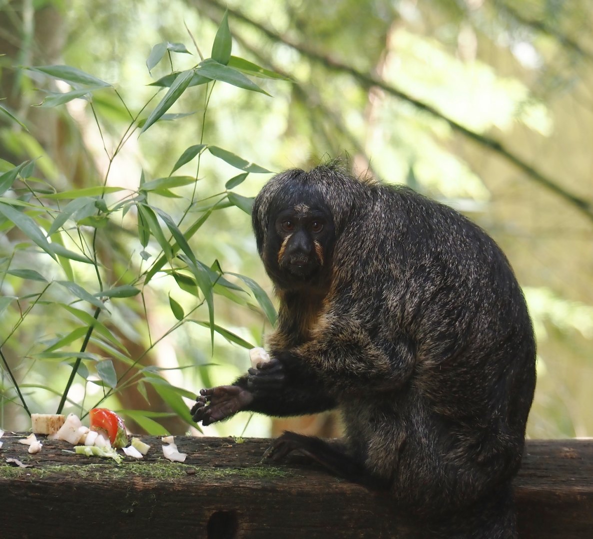 White-faced saki (Pithecia pithecia), 2024-08-18