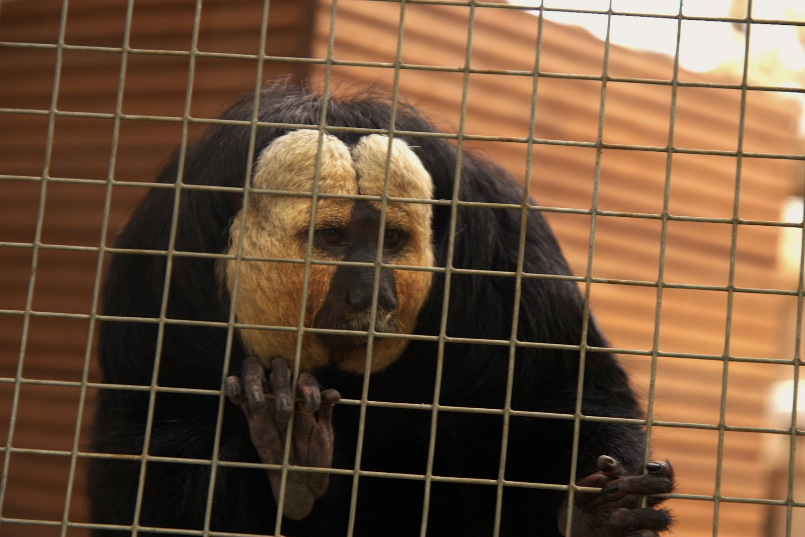 White-faced Saki (Pithecia pithecia), 25-04-25