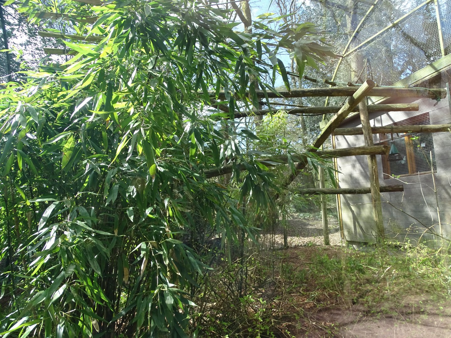 White-faced saki (Pithecia pithecia) and common marmoset (Callithrix jacchus) exhibit