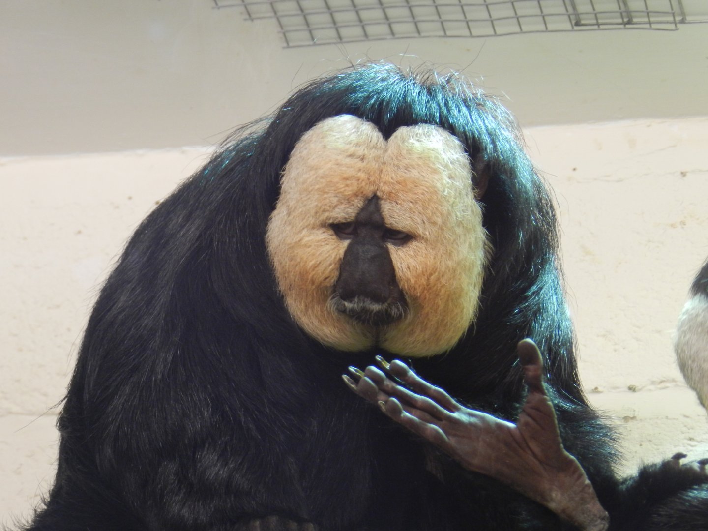 White-Faced Saki (Pithecia pithecia) at Banham Zoo, England