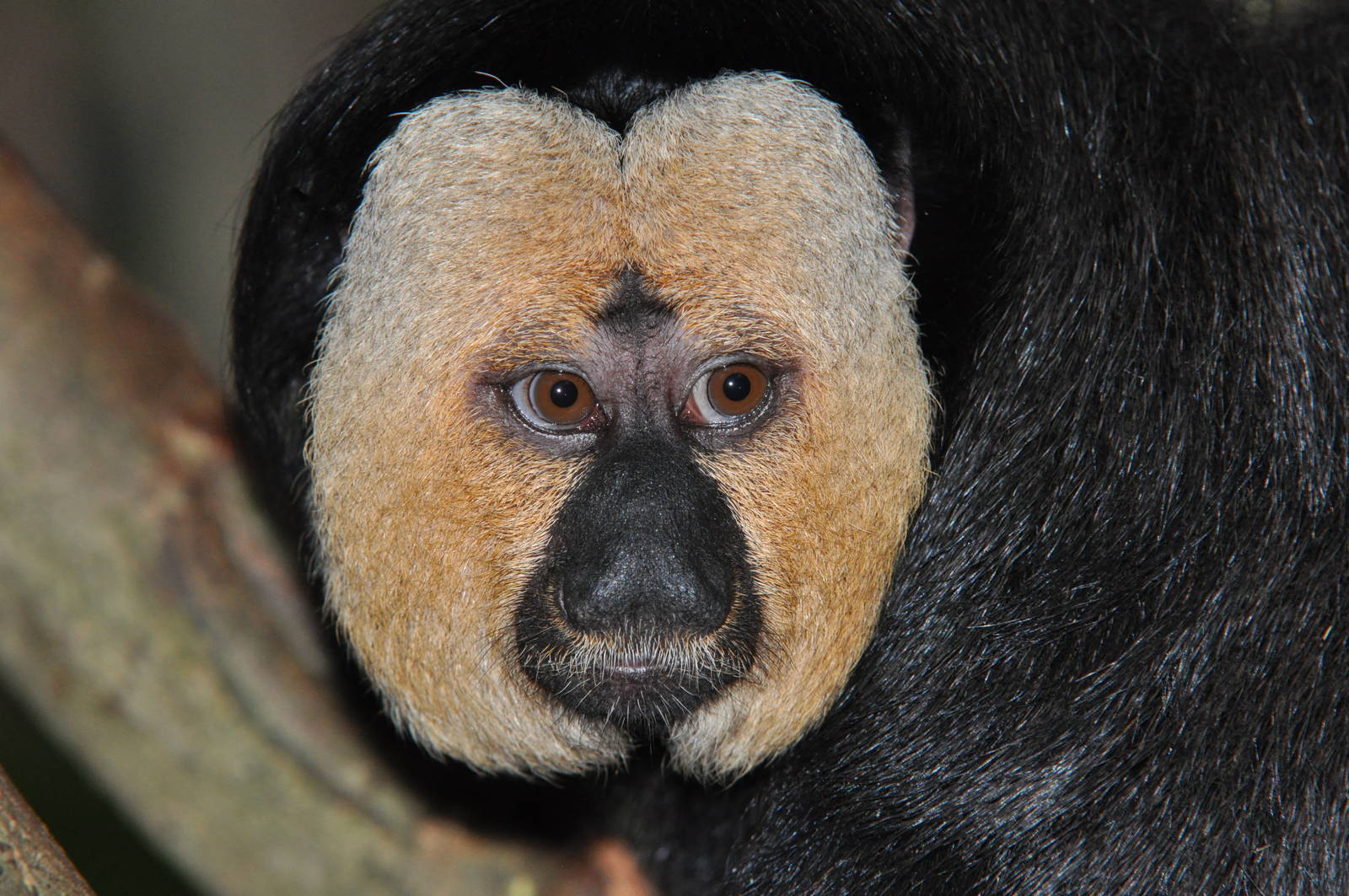 White-faced saki, Pithecia pithecia (male)