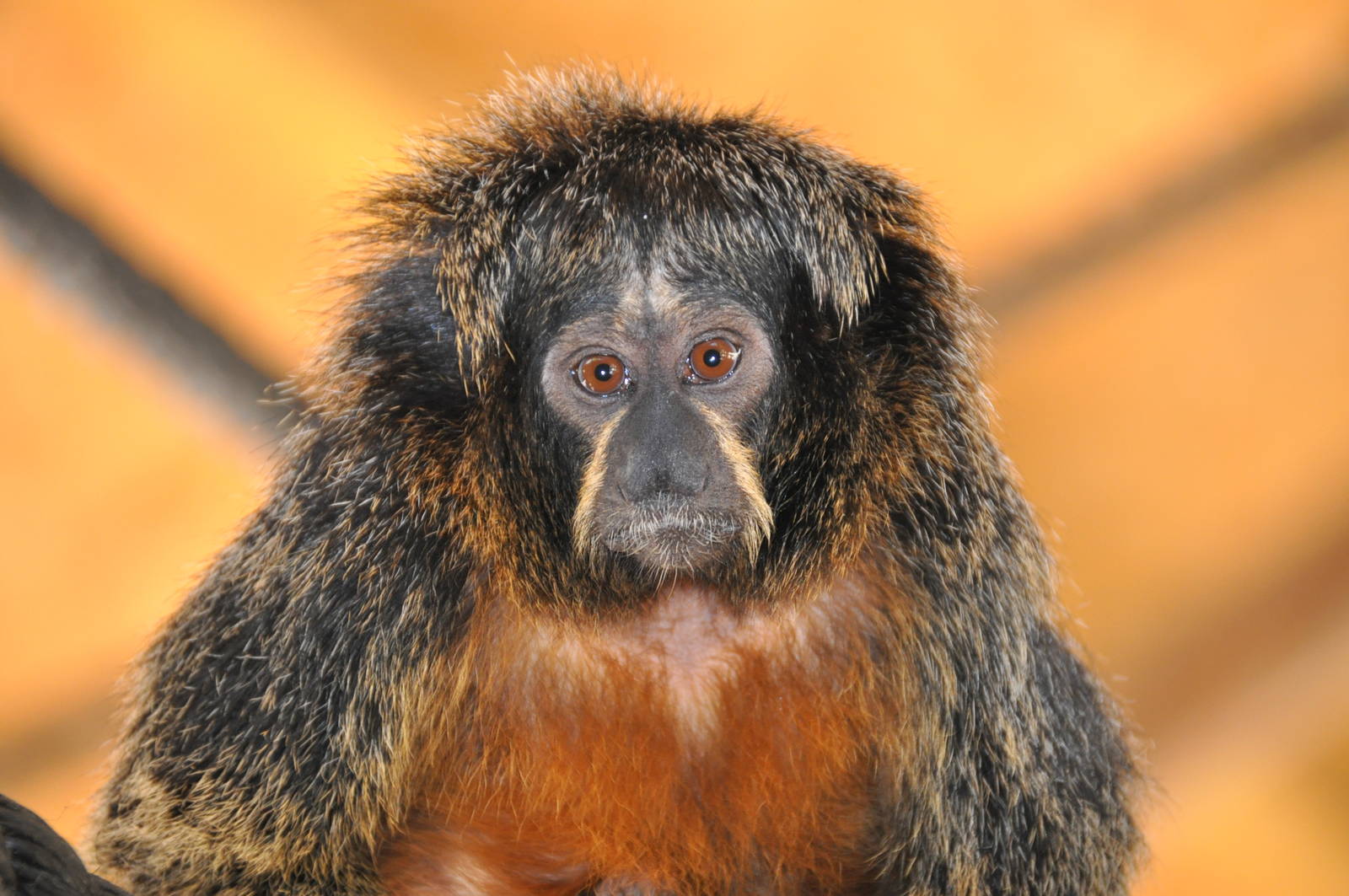 White-faced saki / Pithecia pithecia pithecia