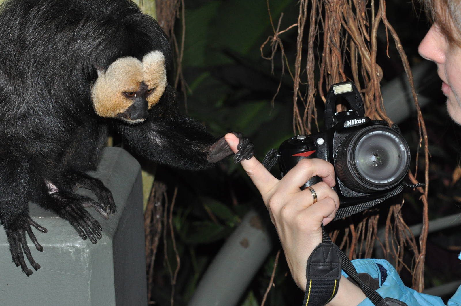 White-faced saki, Pithecia pithecia