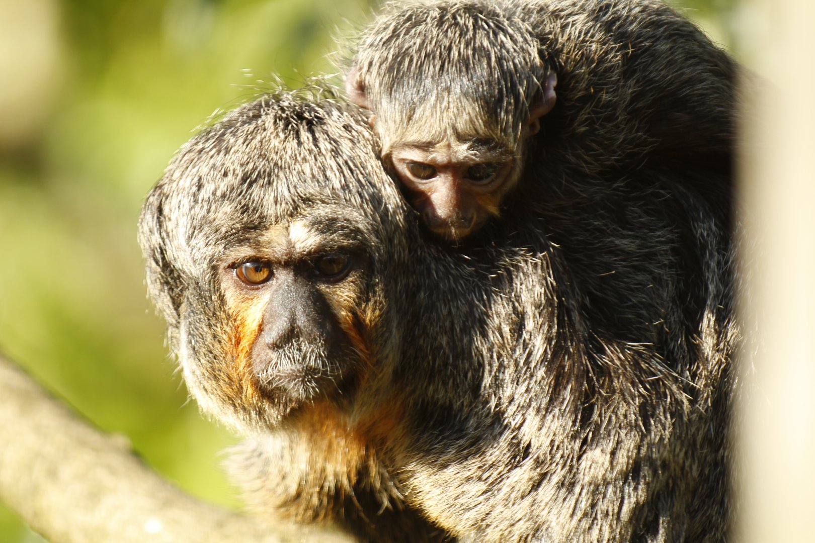 White-faced saki (Pithecia pithecia)