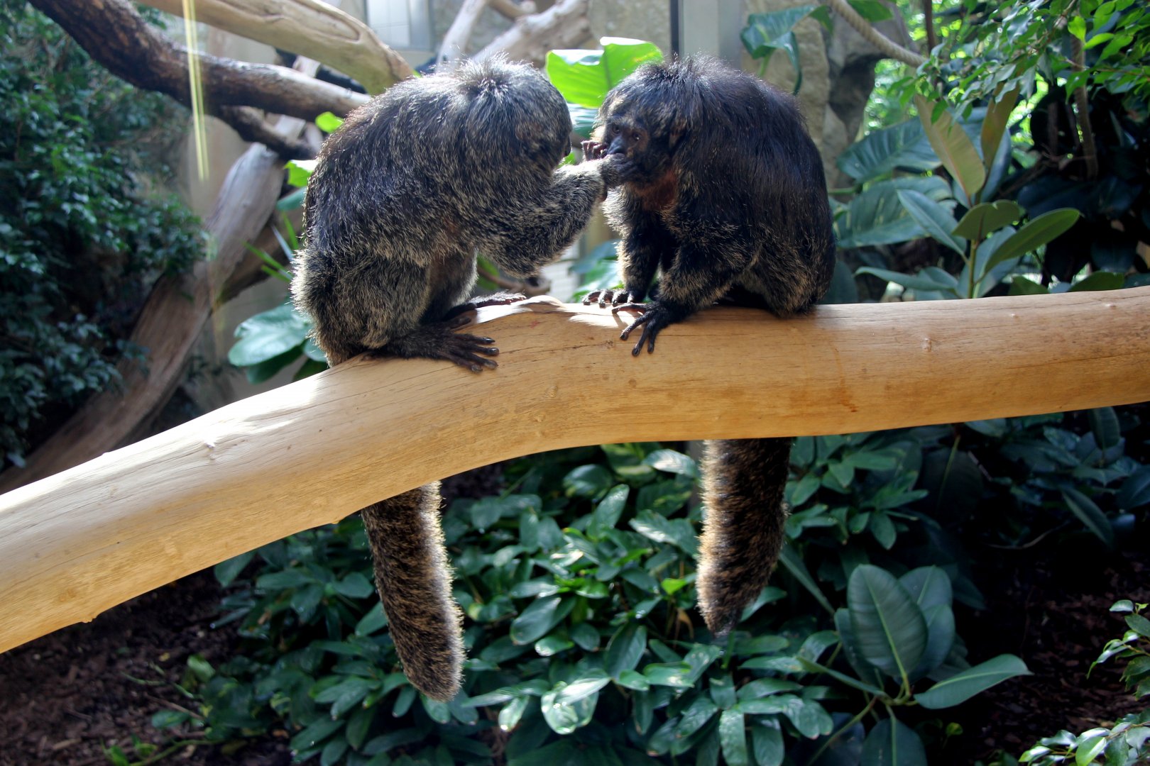 white-faced saki (Pithecia pithecia)