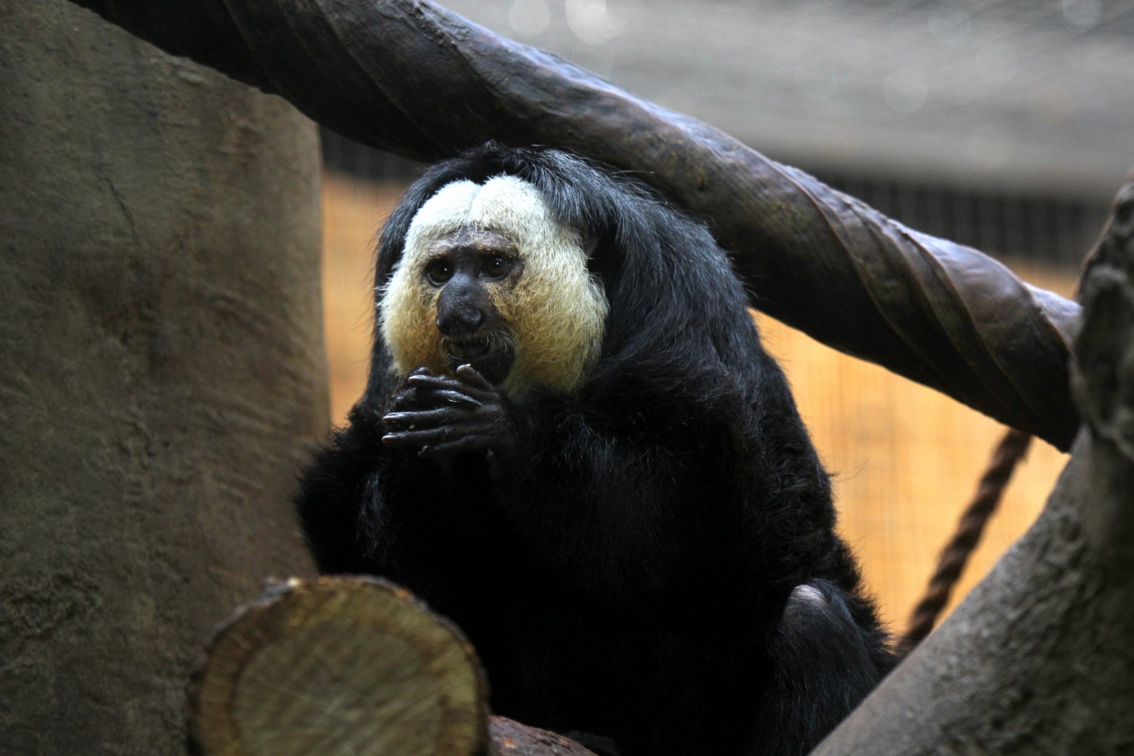white-faced saki (Pithecia pithecia),