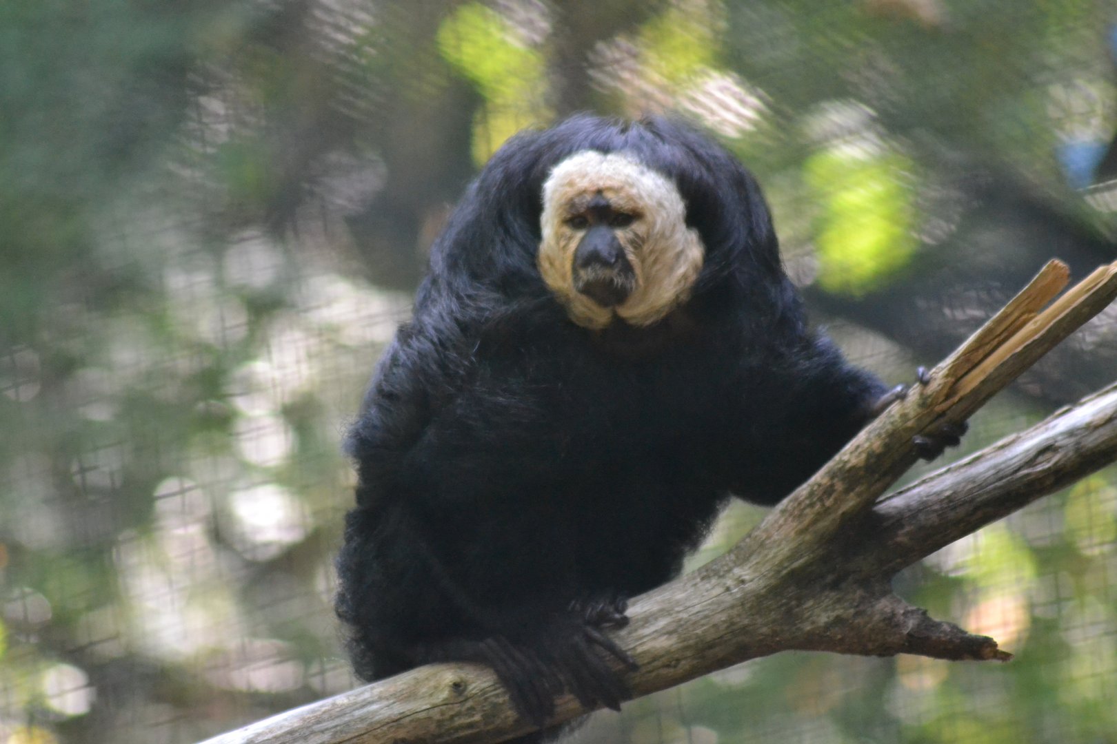 White-faced Saki - Pithecia pithecia