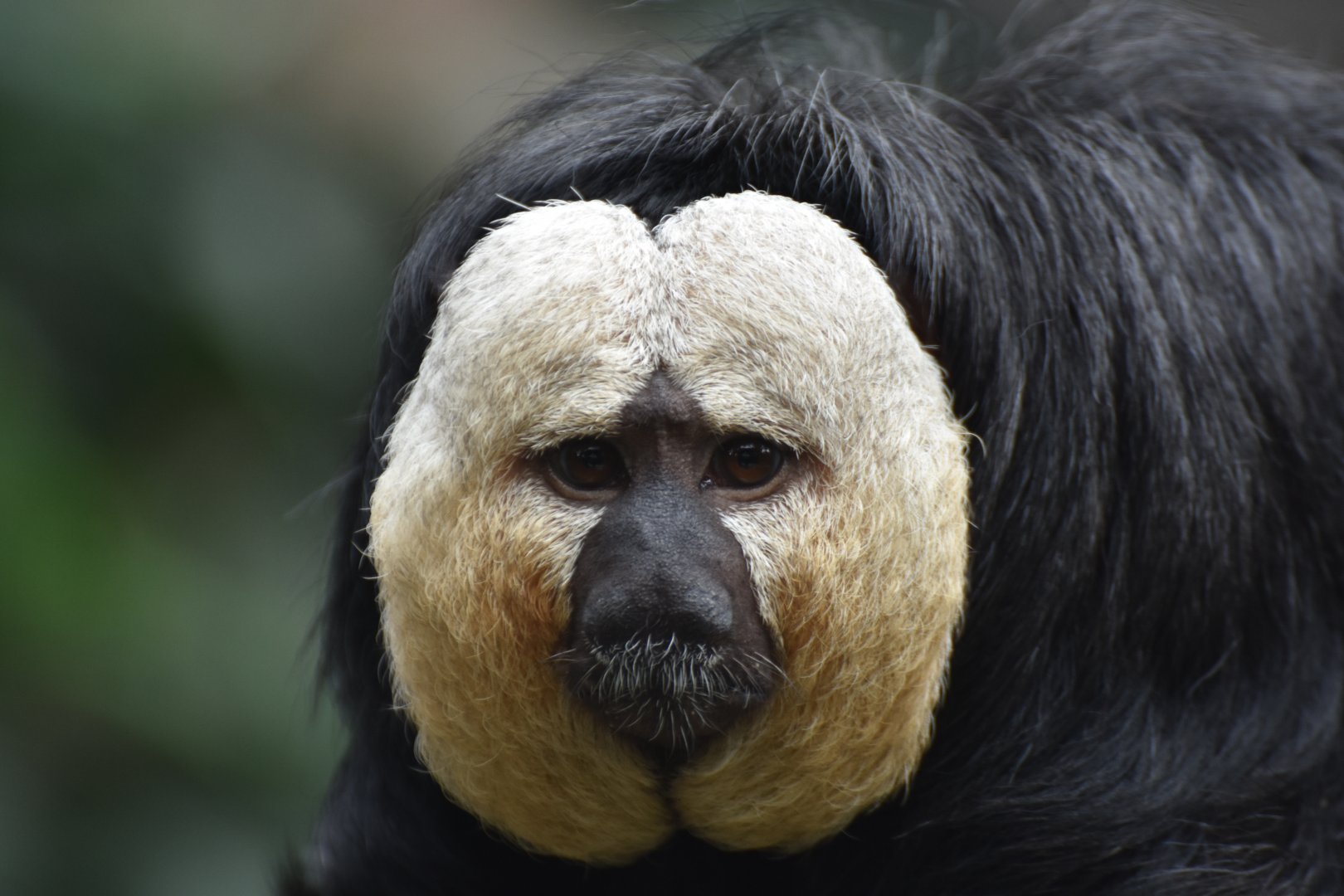 White-faced saki (Pithecia pithecia)