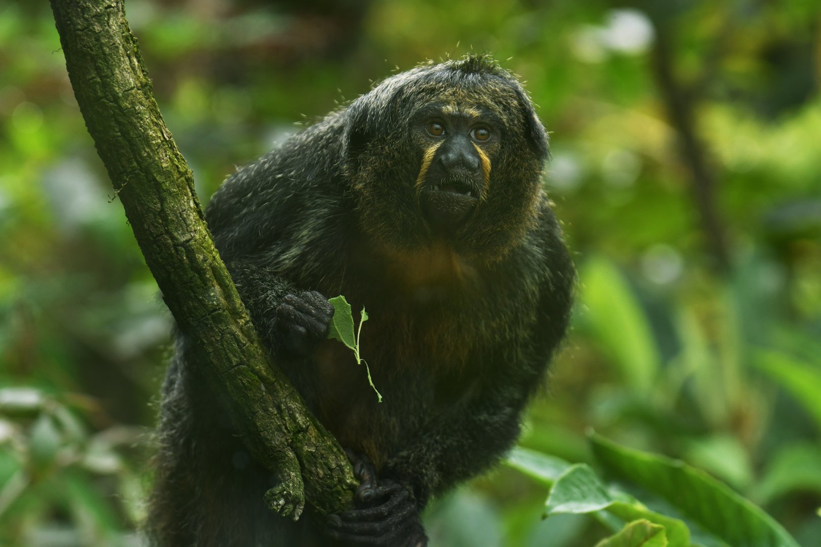 White-faced saki (Pithecia pithecia)