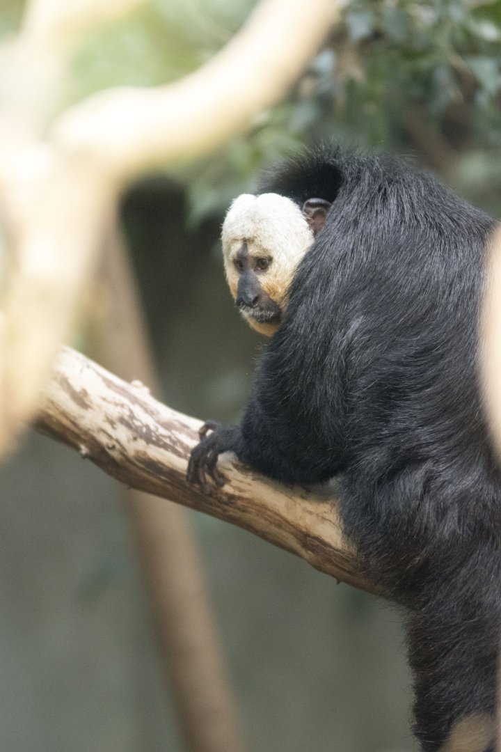 White-faced saki (Pithecia pithecia)