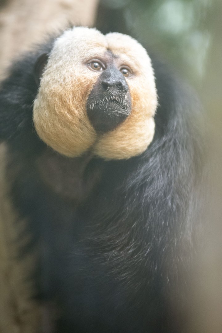 White-faced saki (Pithecia pithecia)