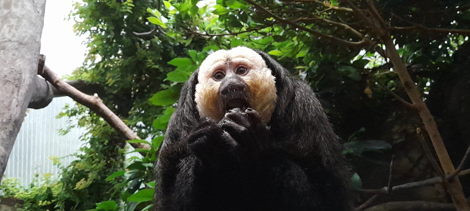White-faced saki (Pithecia pithecia)
