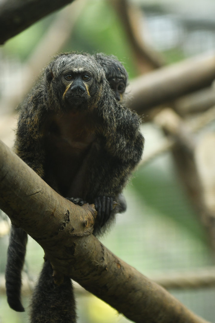 White-faced saki (Pithecia pithecia)