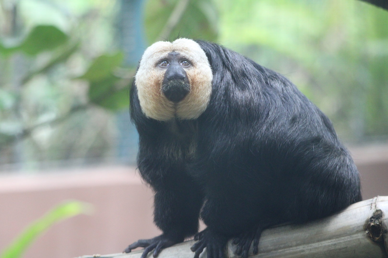 White-Faced Saki (Pithecia pithecia)