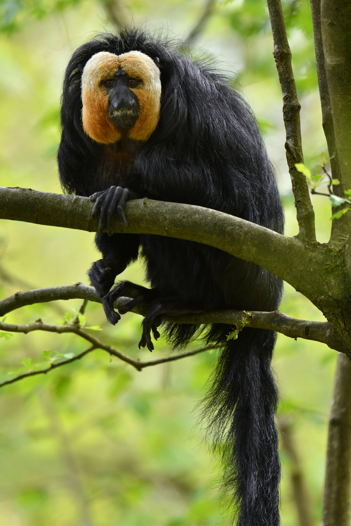 White-faced saki (Pithecia pithecia)