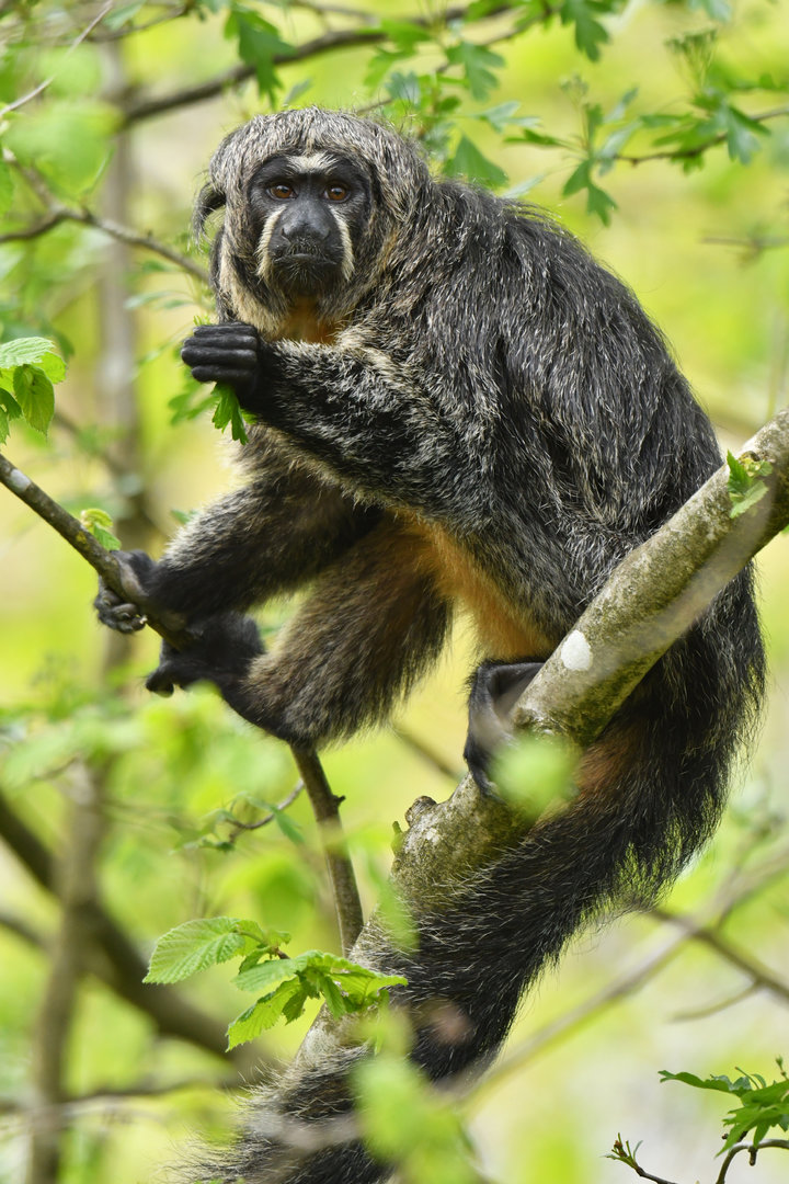 White-faced saki (Pithecia pithecia)