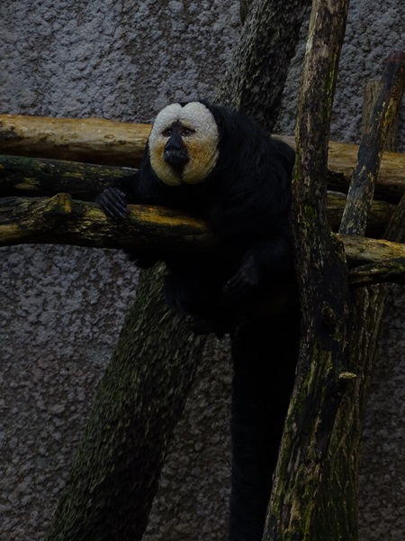 White-faced saki (Pithecia pithecia)