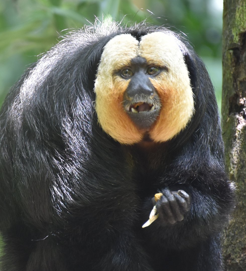 White-faced Saki (Pithecia pithecia)