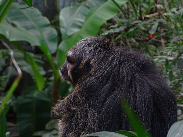 White-faced saki (Pithecia pithecia)