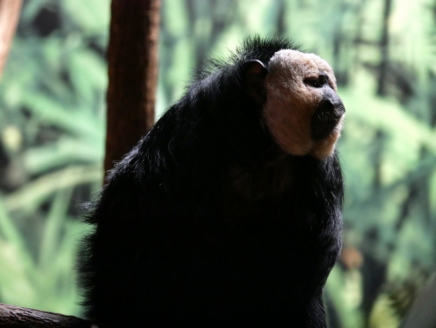 White-faced saki (Pithecia pithecia)