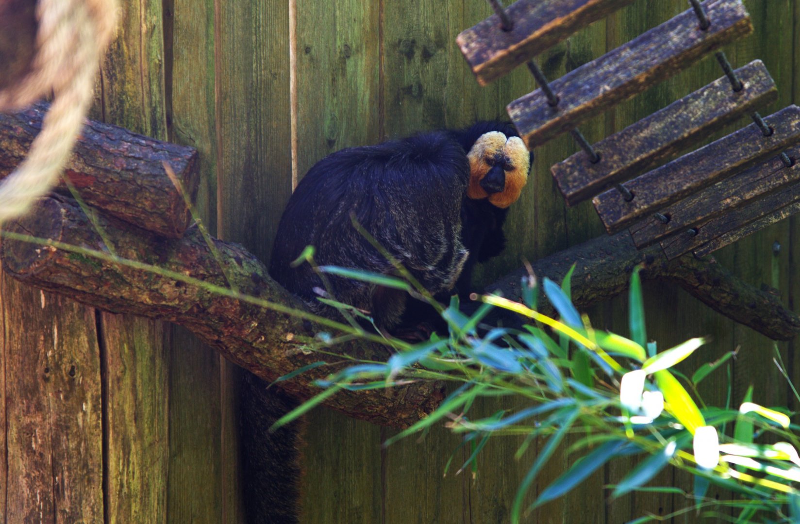 White-faced Saki (Pithecia pithecia)