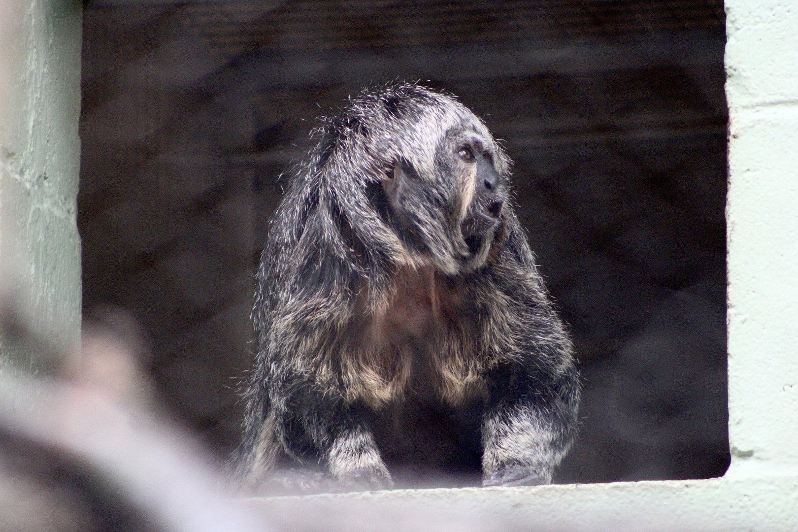 White-Faced Saki (Pithecia pithecia)