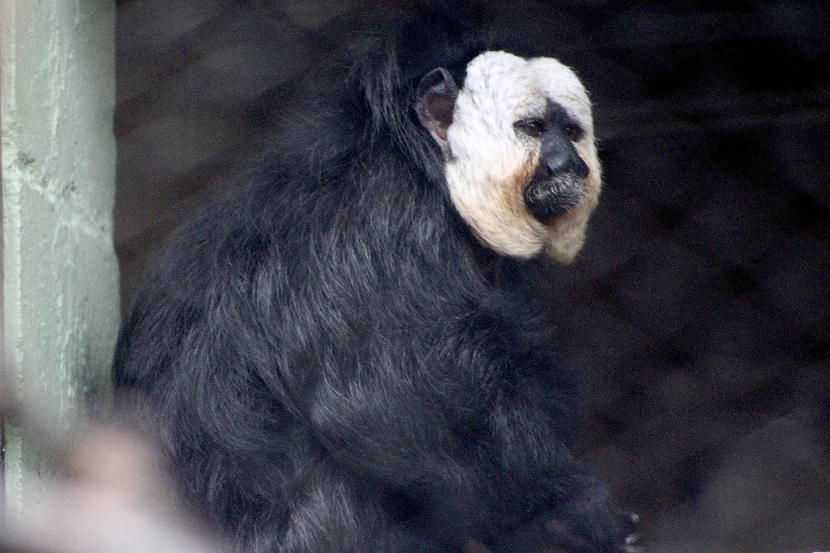 White-Faced Saki (Pithecia pithecia)