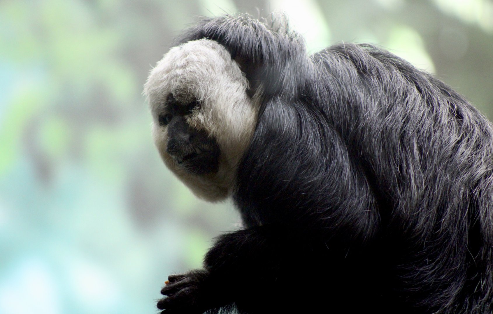 White-Faced Saki (Pithecia pithecia)
