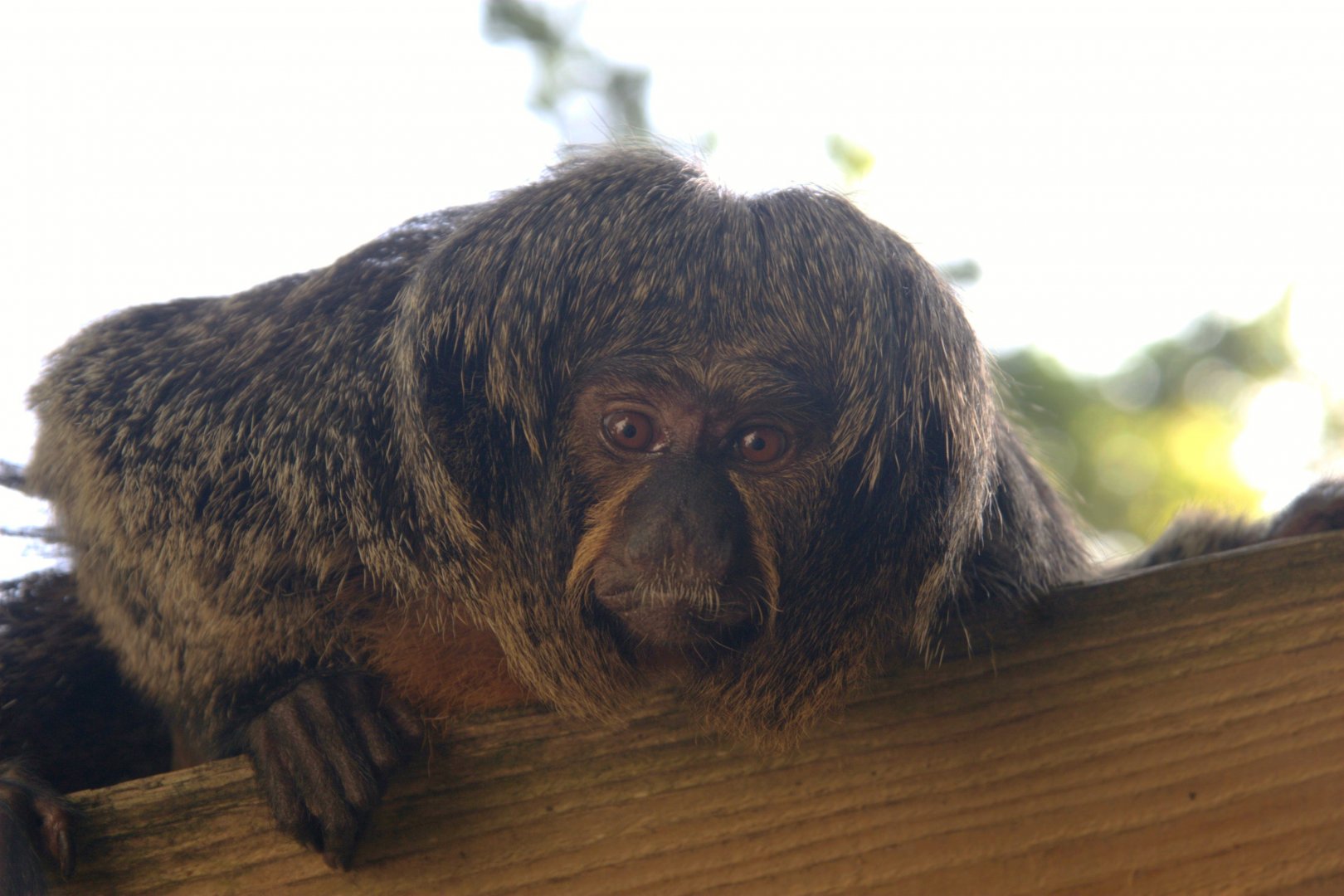 White-faced Saki (Pithecia pithecia)