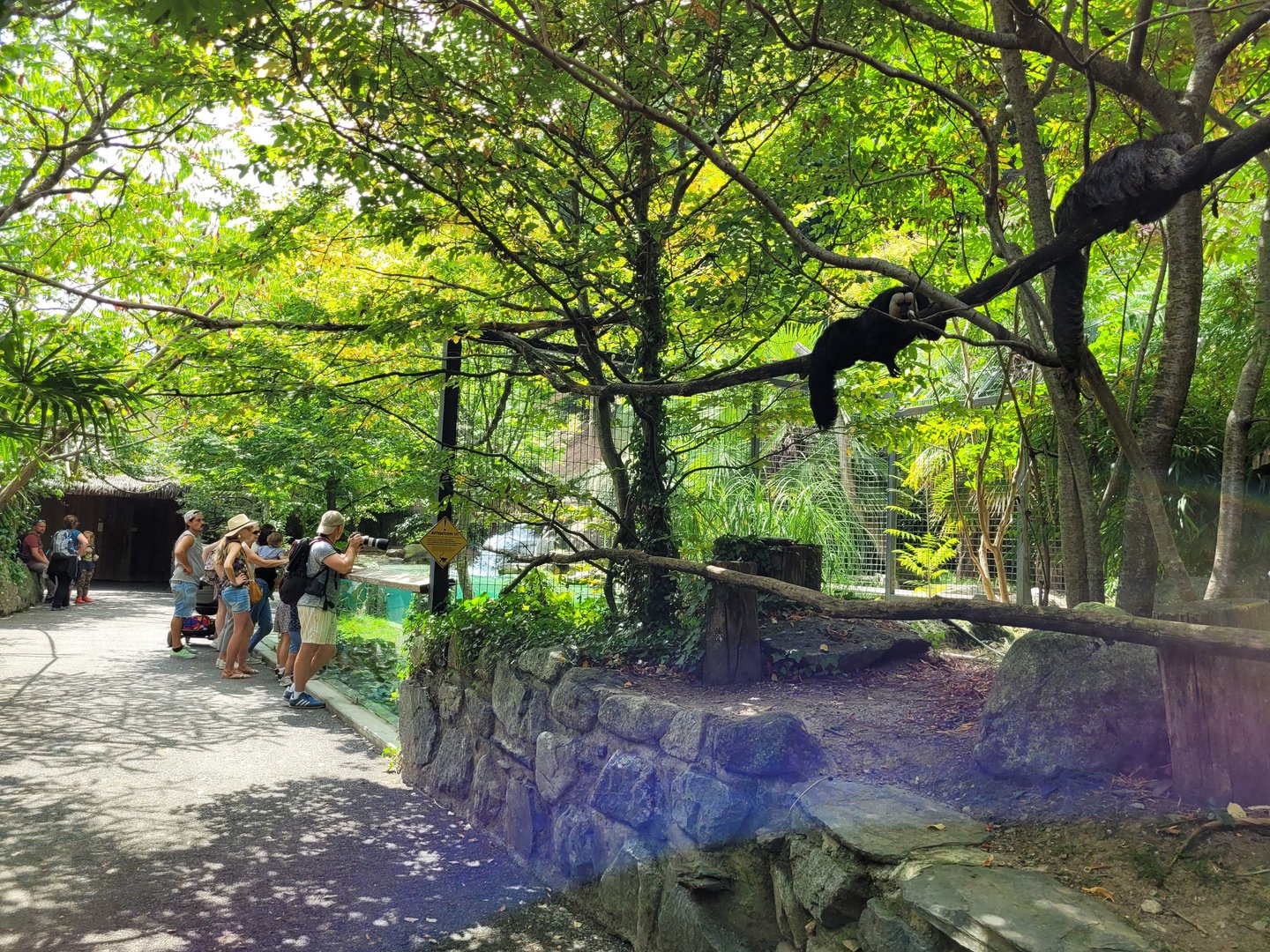 White-faced saki, Red-handed tamarin and Common marmoset exhibit -Parc Animalier des Pyrénées (2023)