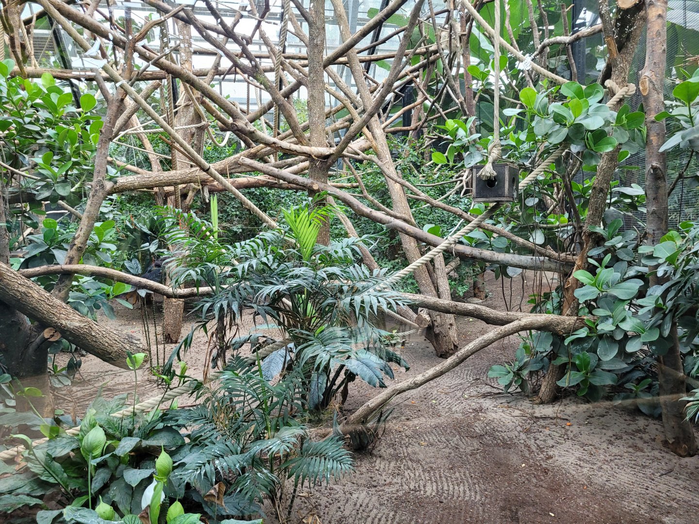 White-faced saki, Red titi, Pied tamarin and Linnaeus two-toed sloth exhibit -Parc Zoologique de Paris (2022)