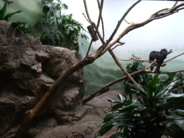 White-Faced Saki/Rock Cavy Enclosure