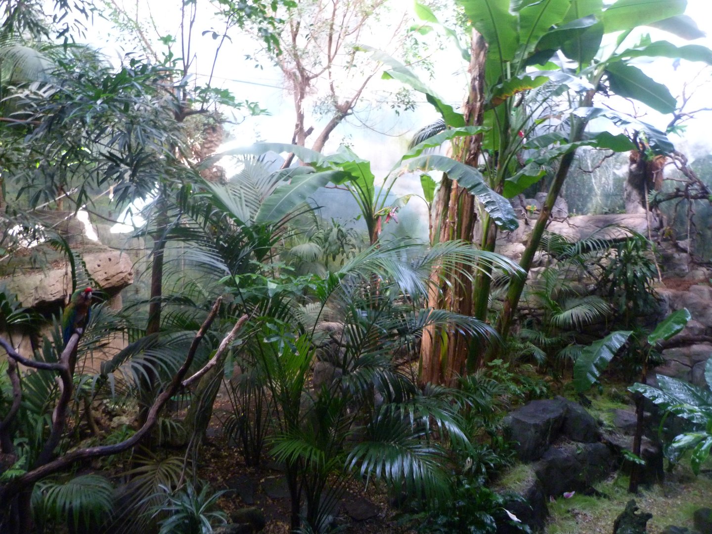 White-faced saki, Roseate spoonbill, Toco toucan, Military macaw and Blue-and-gold macaw exhibit -Faunia (2025)