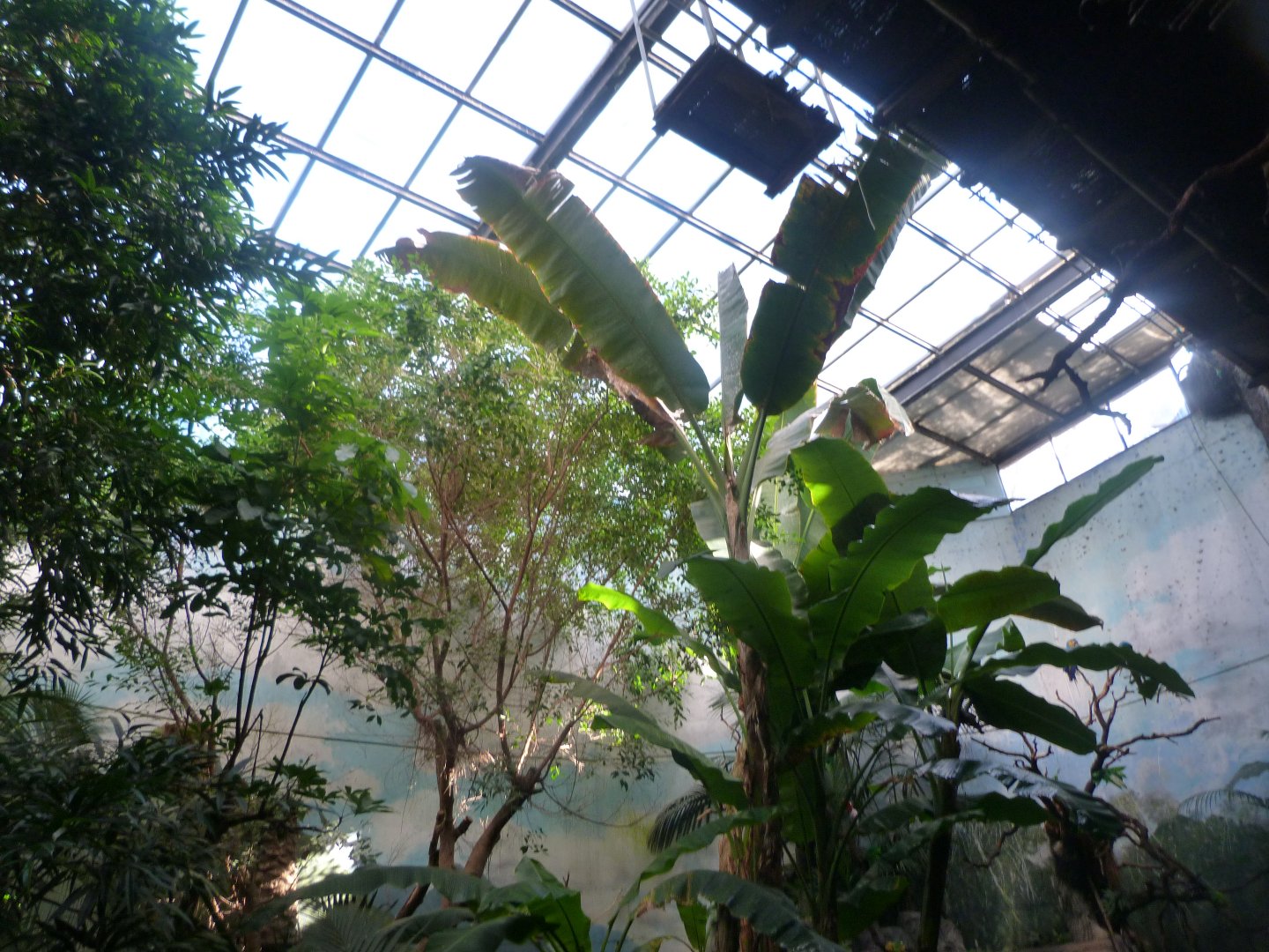 White-faced saki, Roseate spoonbill, Toco toucan, Military macaw and Blue-and-gold macaw exhibit -Faunia (2025)