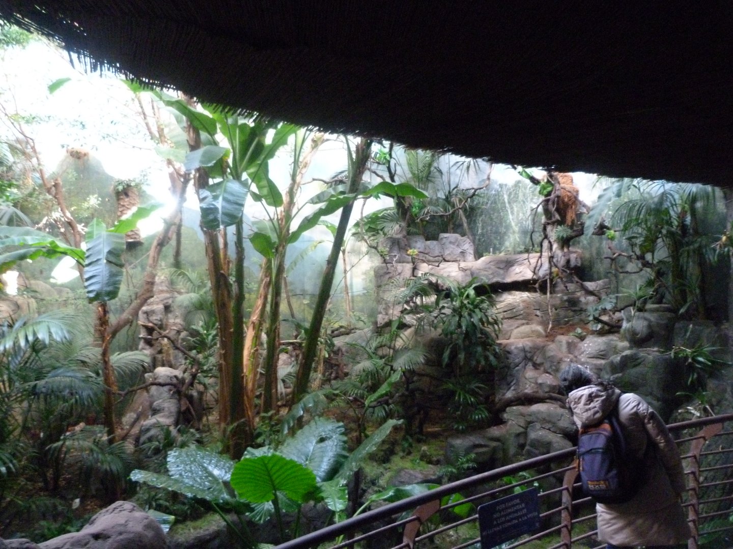 White-faced saki, Roseate spoonbill, Toco toucan, Military macaw and Blue-and-gold macaw exhibit -Faunia (2025)