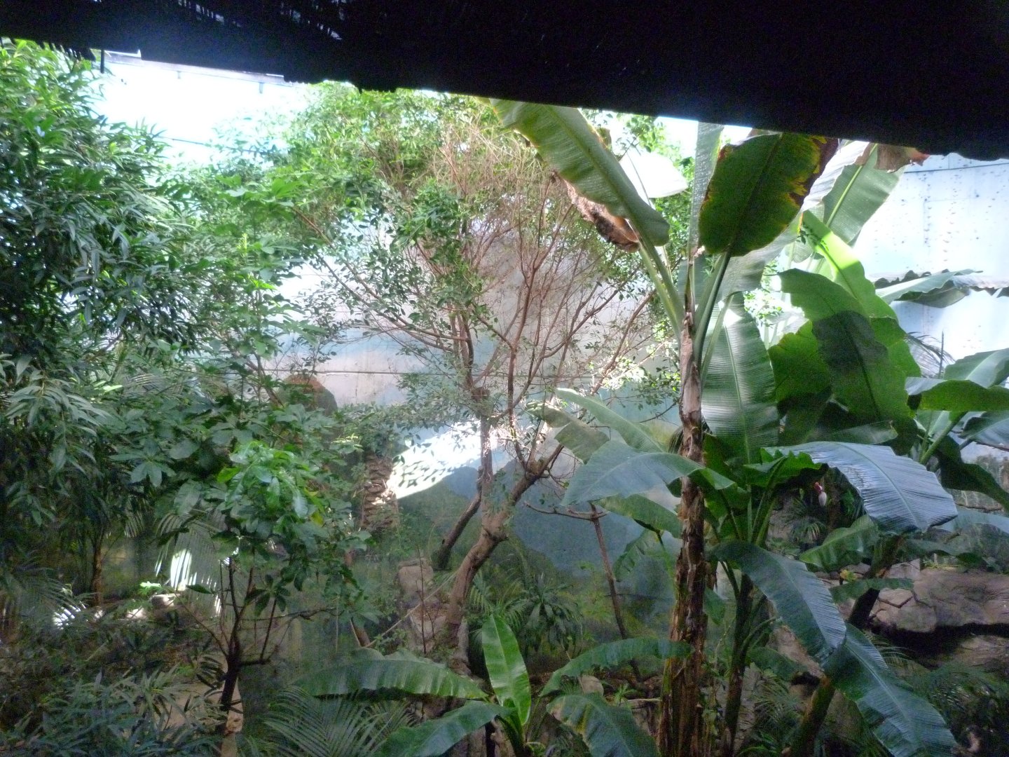 White-faced saki, Roseate spoonbill, Toco toucan, Military macaw and Blue-and-gold macaw exhibit -Faunia (2025)