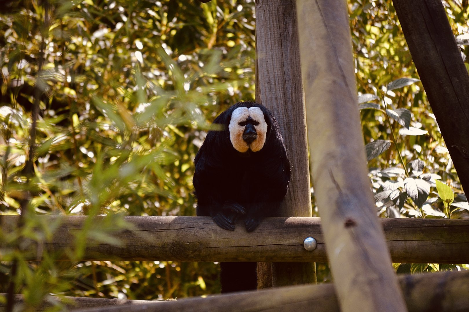 White Faced Saki - September 2020