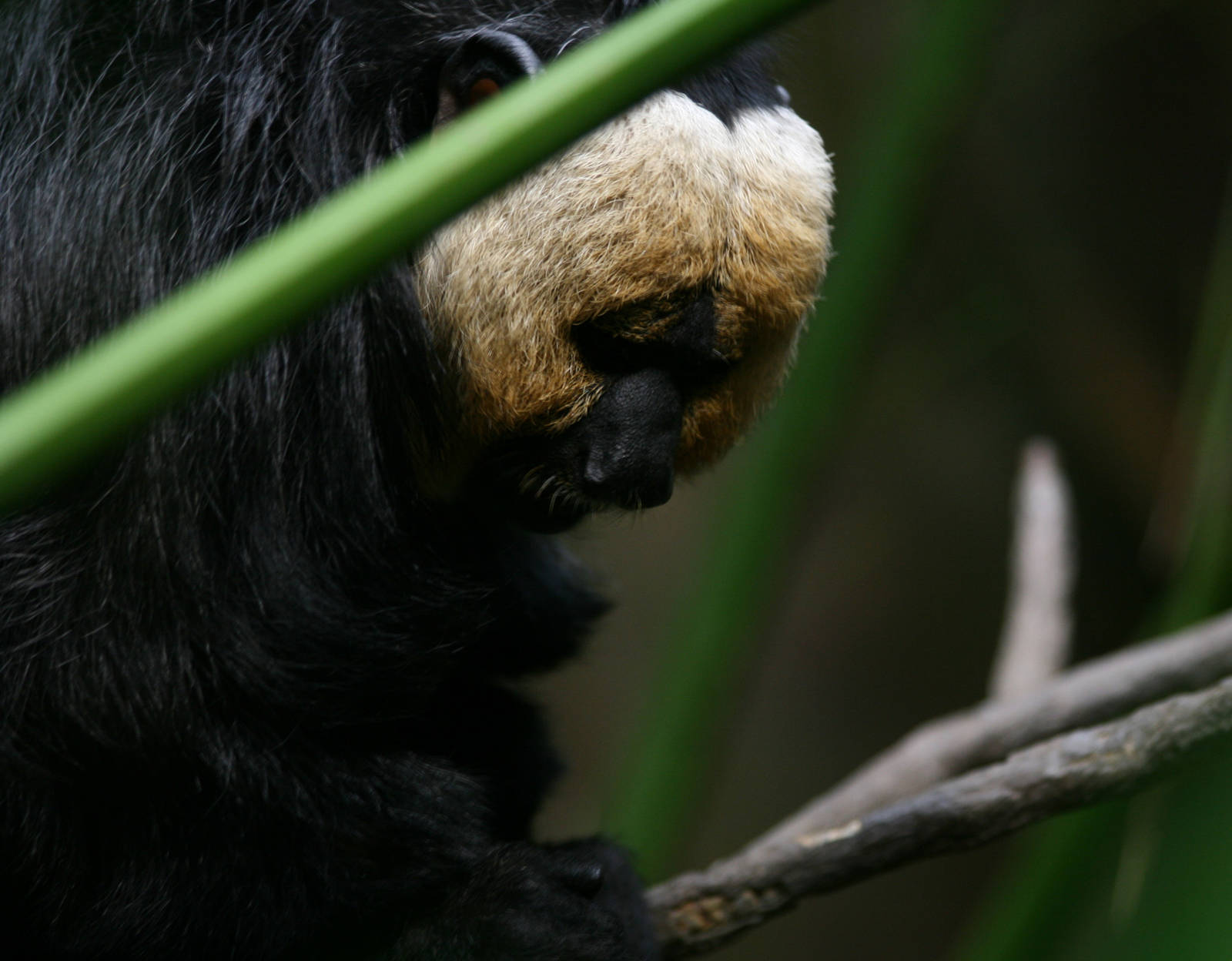 White-faced saki - Skansen-Akvariet