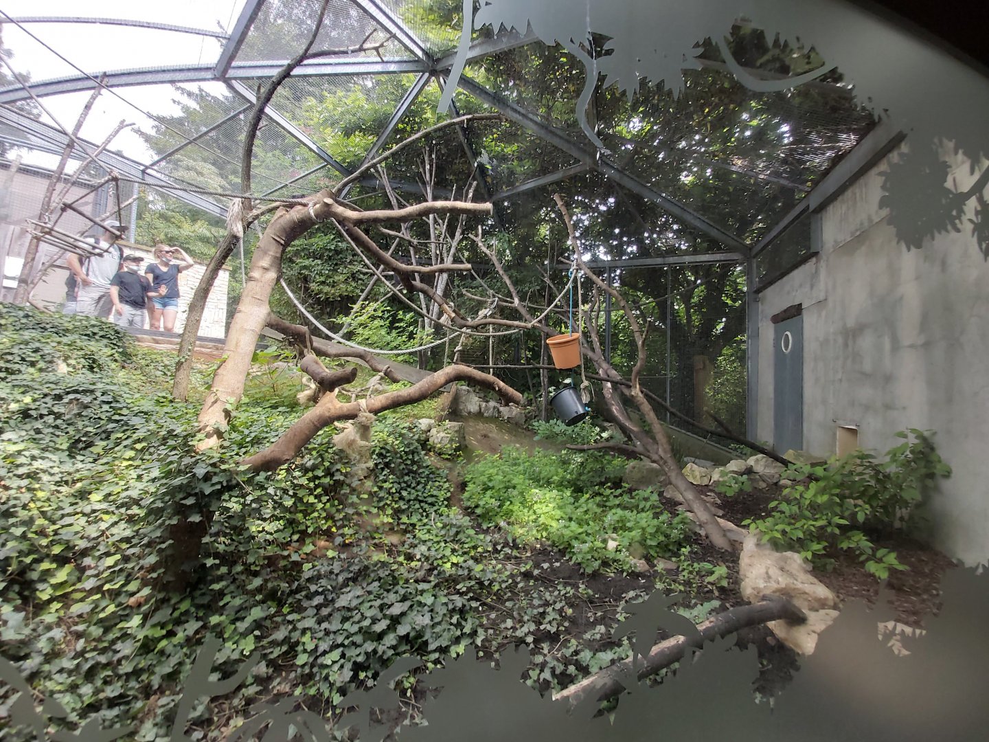 White-faced saki & Southern three-banded armadillo outdoor aviary - Petite Amazonie