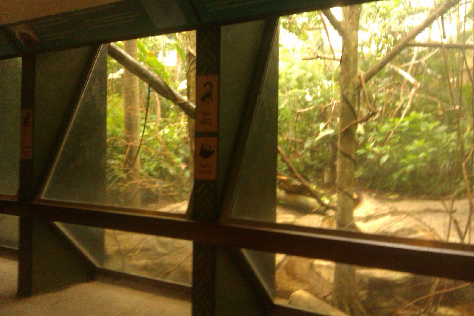 White faced Saki,Two-Toed Sloth and Cotton Top Tamarin Exhibit