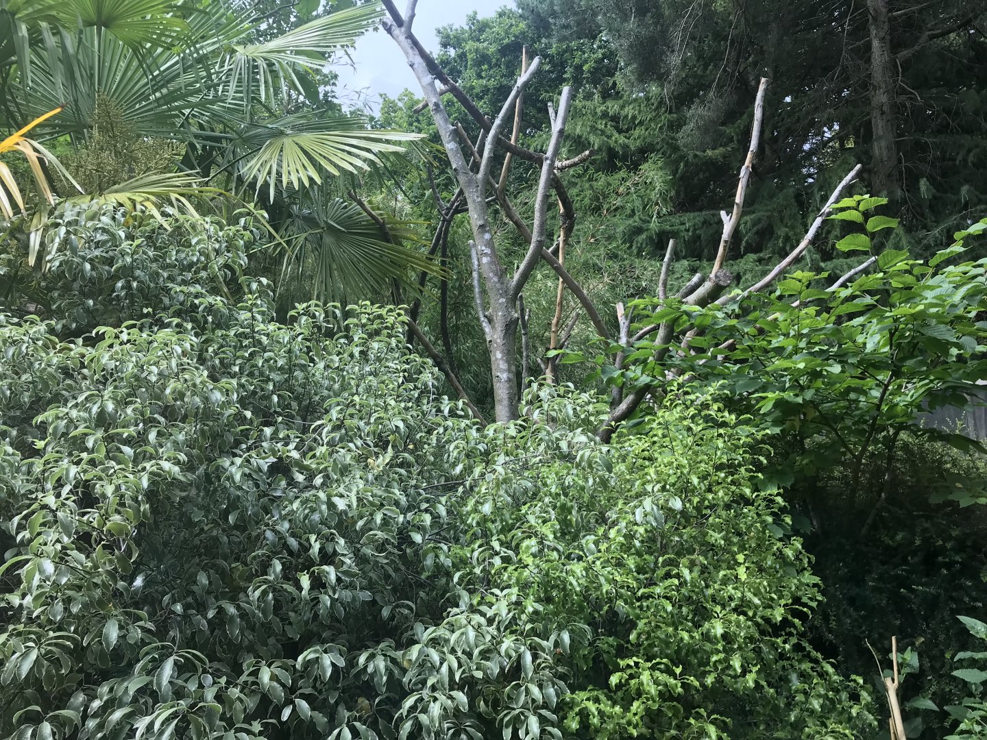 White faced saki walkthrough enclosure (2)