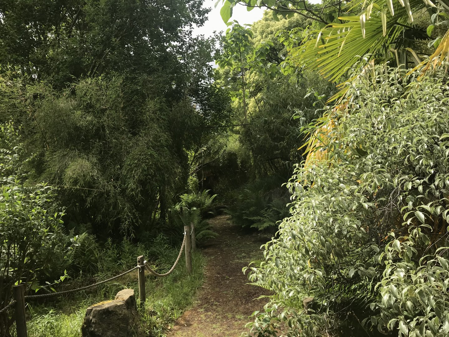 White faced saki walkthrough enclosure