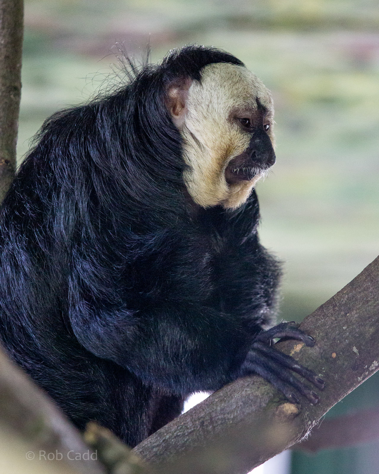 White-faced saki : Whipsnade : 01 Mar 2015