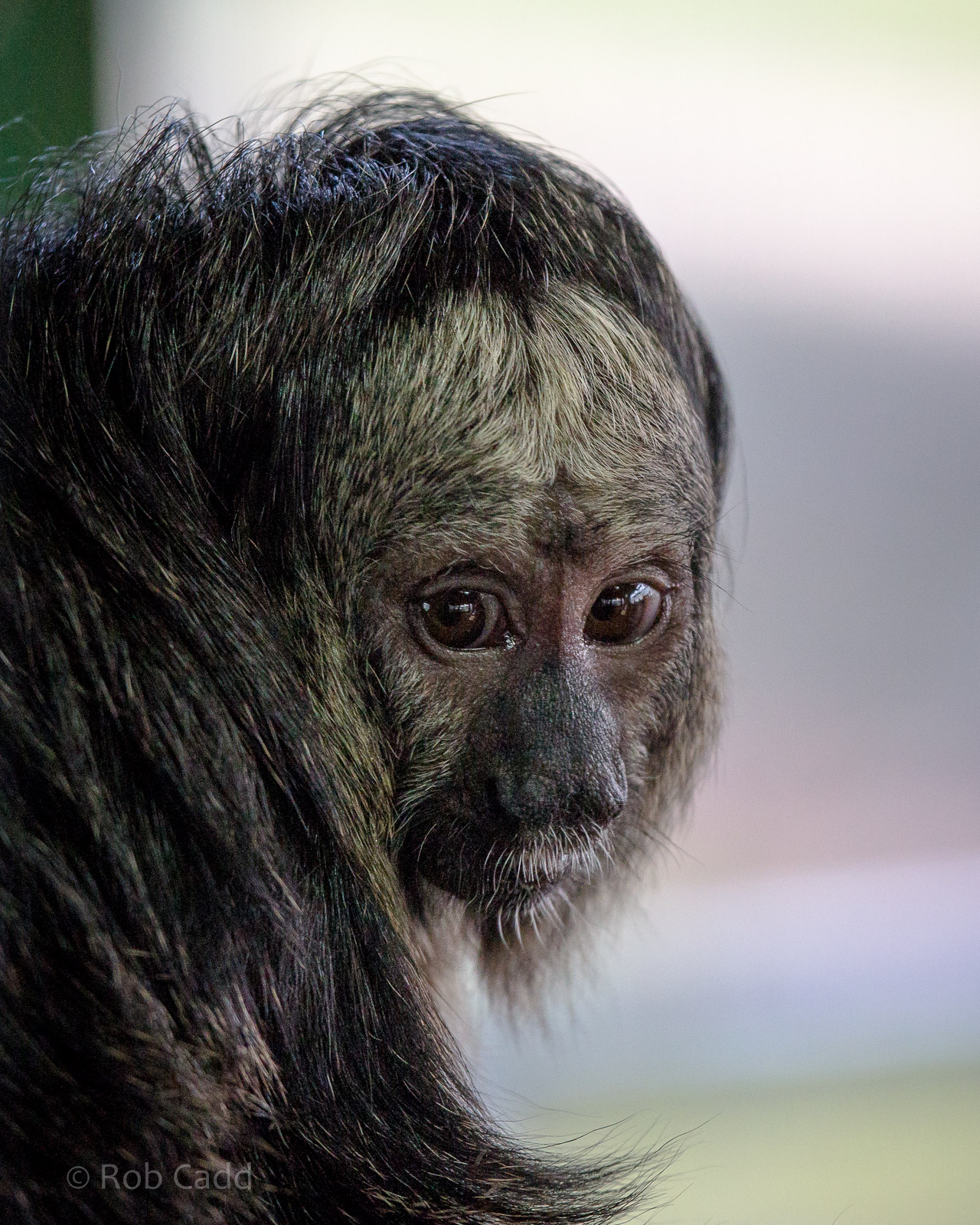 White-faced saki : Whipsnade : 01 Mar 2015